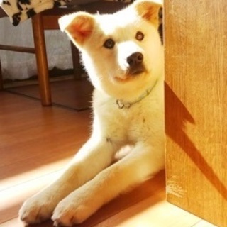 雑種♀7ヵ月齢のトワ♡ご家族さま決定！