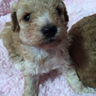 トイプードルの男の子