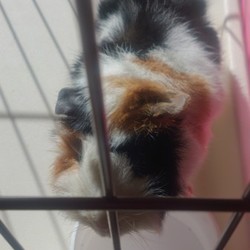 「給水器対決: 平置き型VSウォーターボトル」サムネイル2