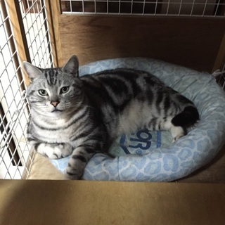 3/15里親が決定。有難う御座いました。