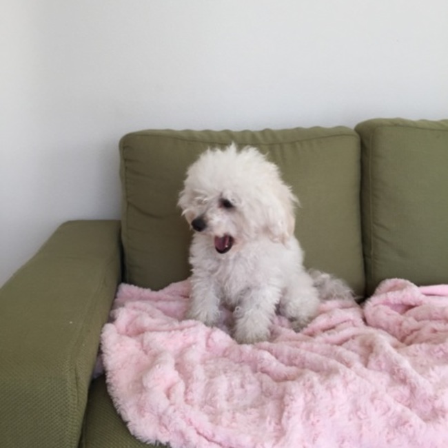 ルア(=^x^=)のカバー写真