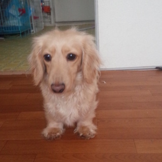 ミニチュアダックスフンド♀３歳