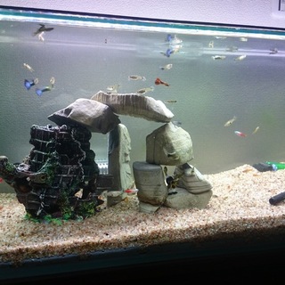 グッピー   (20～30) 外国産 MIX