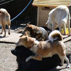 シェルターだより