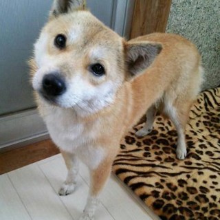 柴犬風・かわいいふうちゃん♪