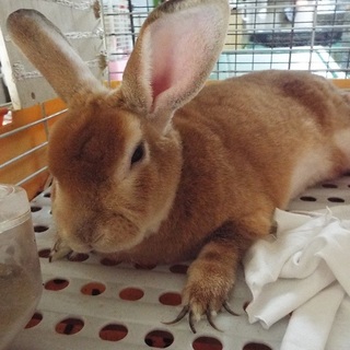 レッキス？　里親様　募集！！