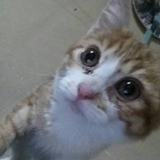 ありがとうございました！