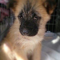 「保健所子犬　残り４匹となりました!(^^)!」サムネイル2