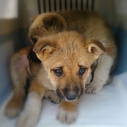 「保健所子犬　残り４匹となりました!(^^)!」サムネイル3