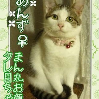 可愛い丸顔タレ目ちゃんあんずの里親さま大募集☆