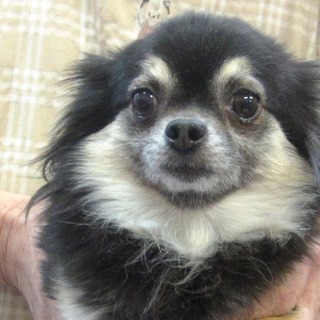 チワワ　レスキュー　里親募集