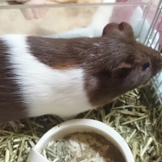 モルモット譲ります