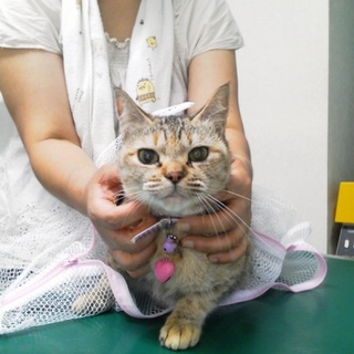 ご主人の体調不良のため里親募集しております。