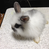 「交渉中：一旦停止」子ウサギの里親を募集しています サムネイル3