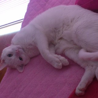 6歳マンチカンの男の子の里親を探しています。