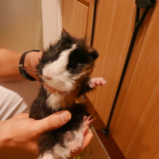 モルモット男の子３兄弟　一番元気な子です