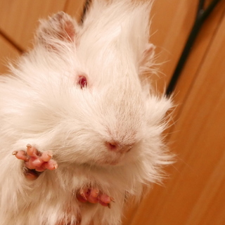モルモット男の子３兄弟　レッドアイが妖艶です^ ^