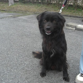 緊急募集！！黒毛の男の子・・家族になって下さい。