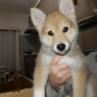 人が大好きなこの子を家族に迎えてあげてください