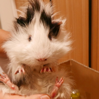 モルモット男の子３兄弟　しっとりと大人しい子です