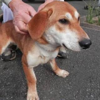 この子の命を救ってください。