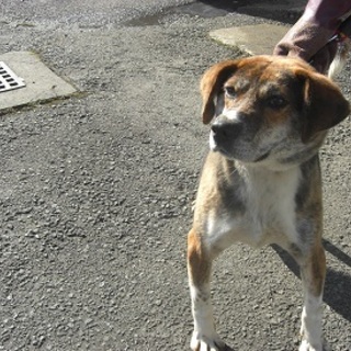 人なつっこく甘えん坊なビーグル系ミックスの女の子