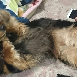 ダックスフンド雌 