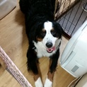 1歳３ヶ月バーニーズマウンテンドック