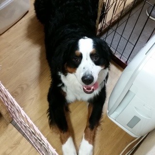 1歳３ヶ月バーニーズマウンテンドック
