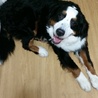 1歳３ヶ月バーニーズマウンテンドック サムネイル2
