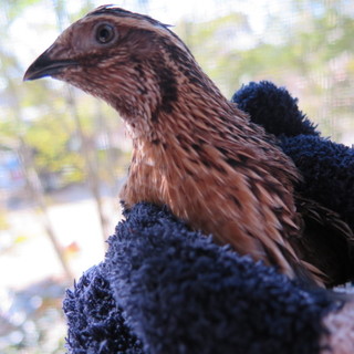 うずら　　オス