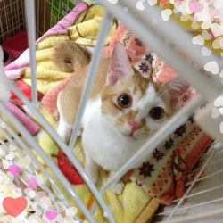 やんちゃなマロンくん