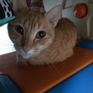 可愛がってくださる方