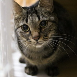 キジトラ女の子の里親さん募集