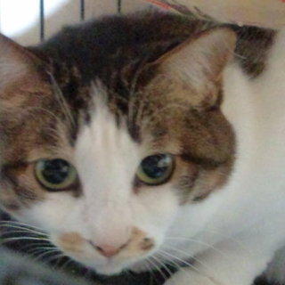 里親さま決定しました。ありがとうございます。