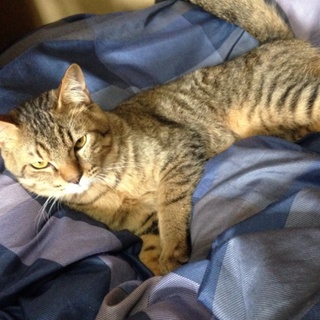 キジ猫ちゃん8ヶ月