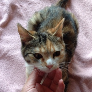 とても可愛い三毛猫