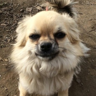 チワワ里親募集☆