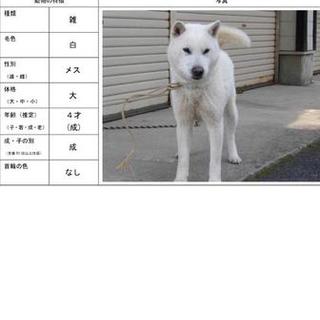 飼い主さんに返還になりました