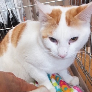 緊急募集／コロ（仮称）オス・茶白　11ヶ月