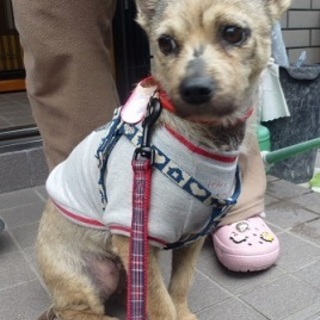 長い子育て頑張った母犬ももちゃんの家族募集します