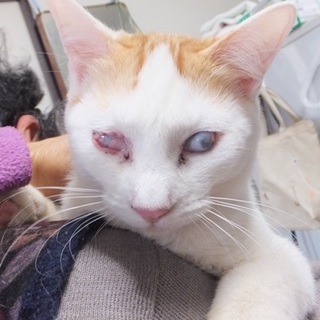 緊急募集／チャコ（仮称）メス・茶白　11ヶ月