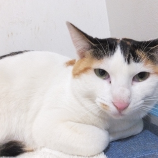 緊急募集／コピー（仮称）メス・三毛　2歳