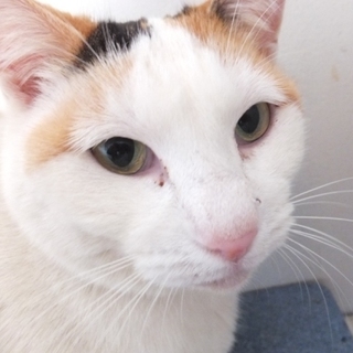 緊急募集／ママ（仮称）メス・三毛　3歳