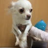チワワ1歳の女の子です。 サムネイル2