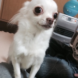 チワワ1歳の女の子です。