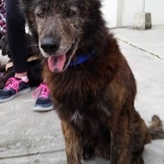 過酷な過去は忘れたい！性格温厚な琉球犬mix