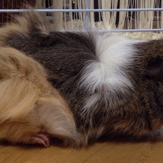 モルモットの里親募集！