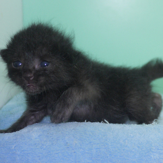 【募集一時停止】面会が入りました。授乳期 クロ♂君