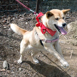 わんわんルーム定期譲渡会 サムネイル2